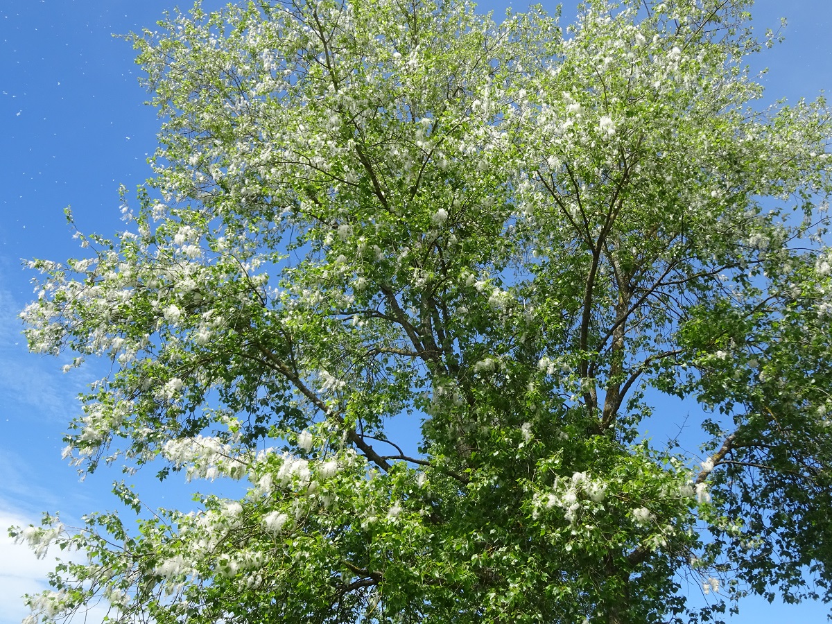 Populus nigra subsp. betulifolia (Salicaceae)